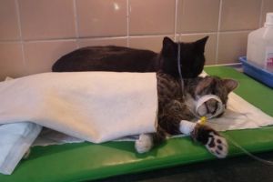 ��� �������� ��������� � ������������ �������